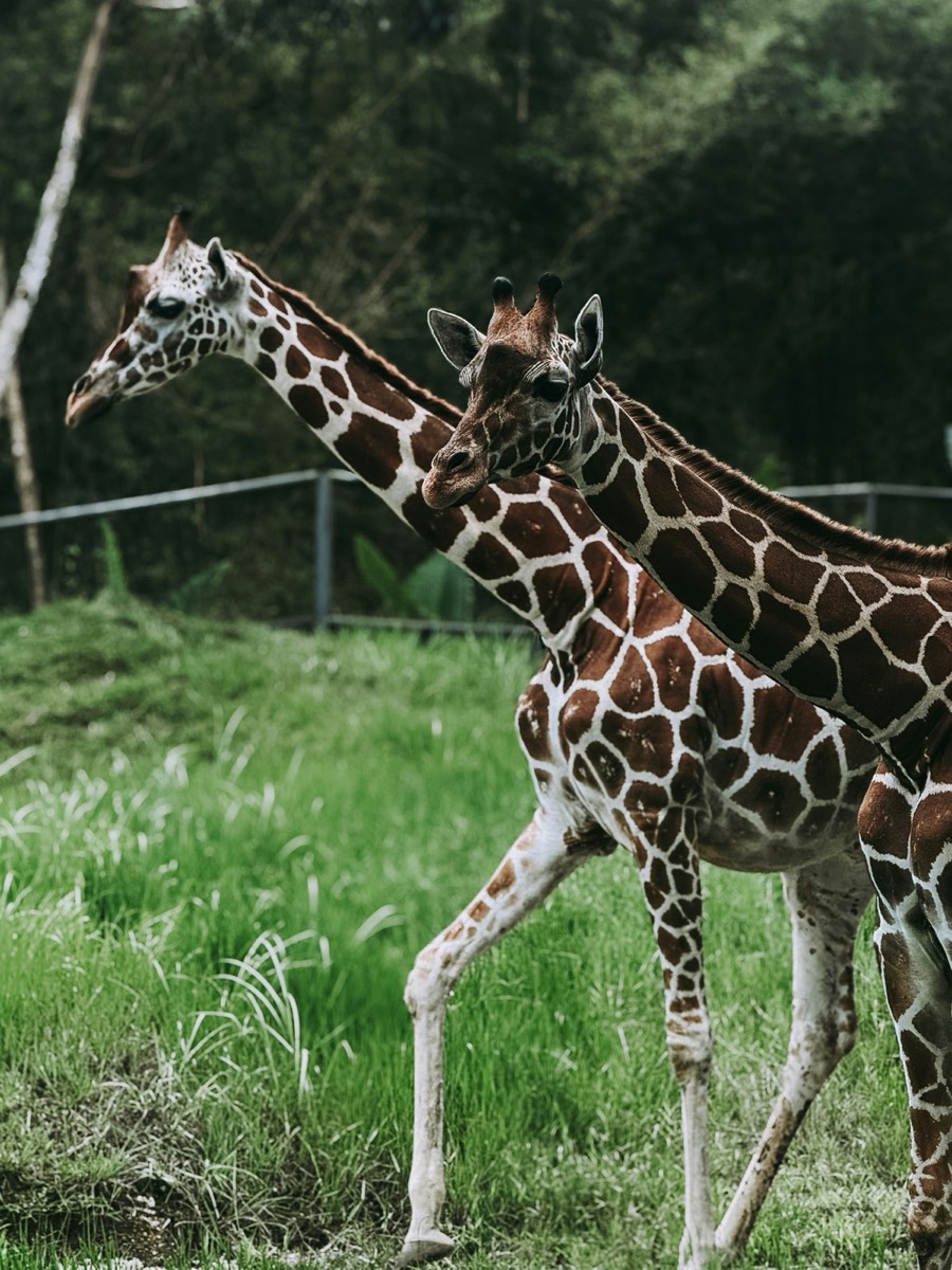 Safari