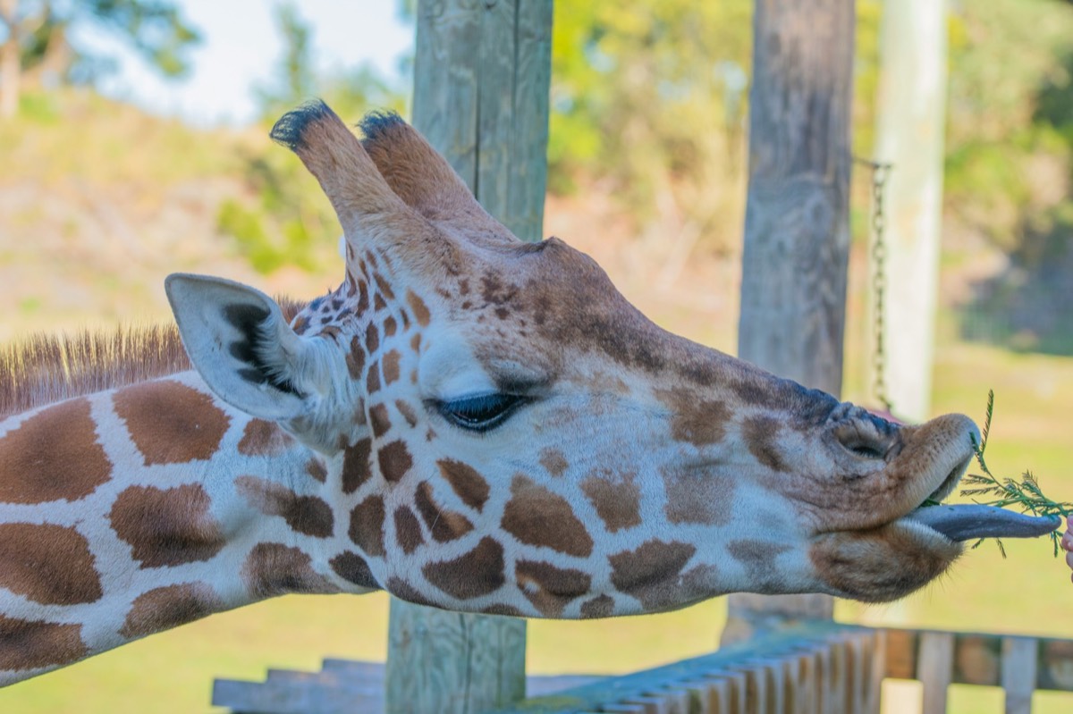 Bioparque Estrella