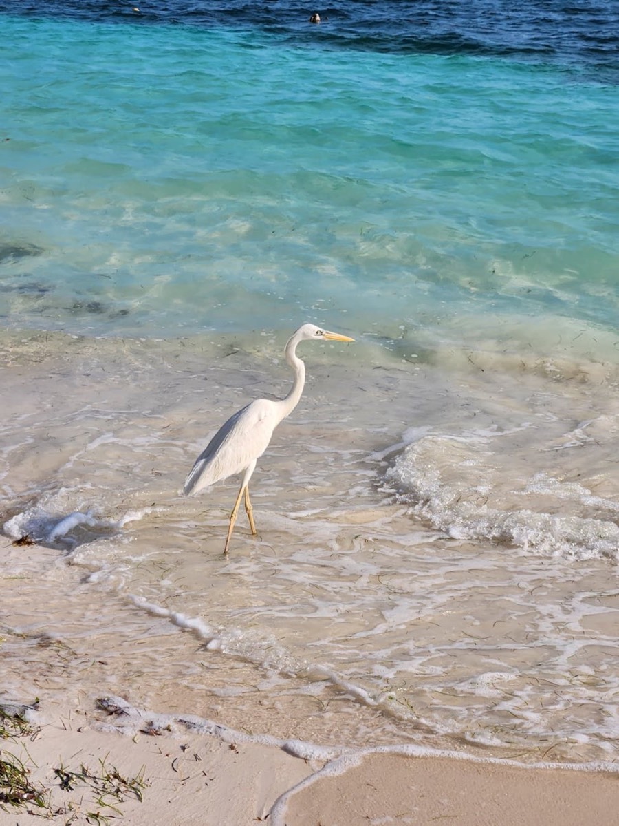 Playa Delfines